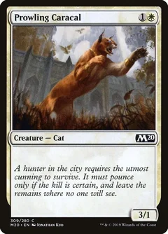 Prowling Caracal 309