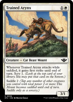 Trained Arynx Foil 36
