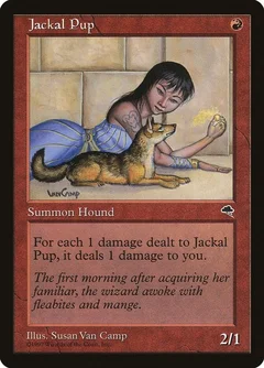 Jackal Pup 183