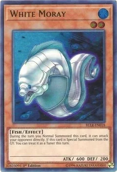 White Moray BLLR-EN018