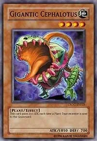 Gigantic Cephalotus Unlimited CSOC-EN025